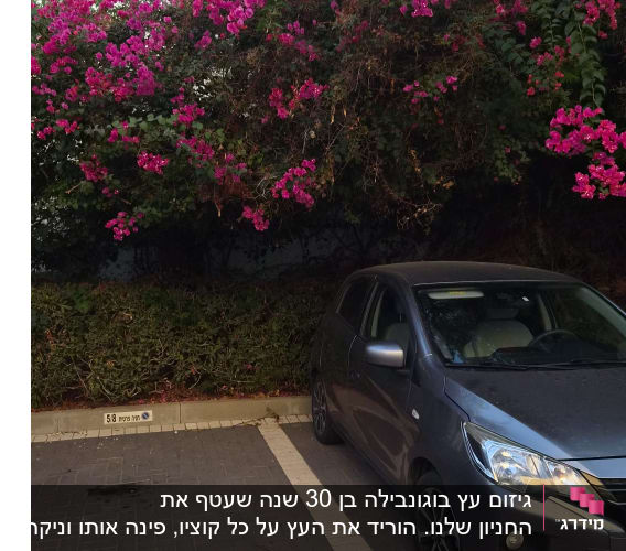 רכב חונה לצד שיח בוגנוויליאה פורח בחנייה פרטית